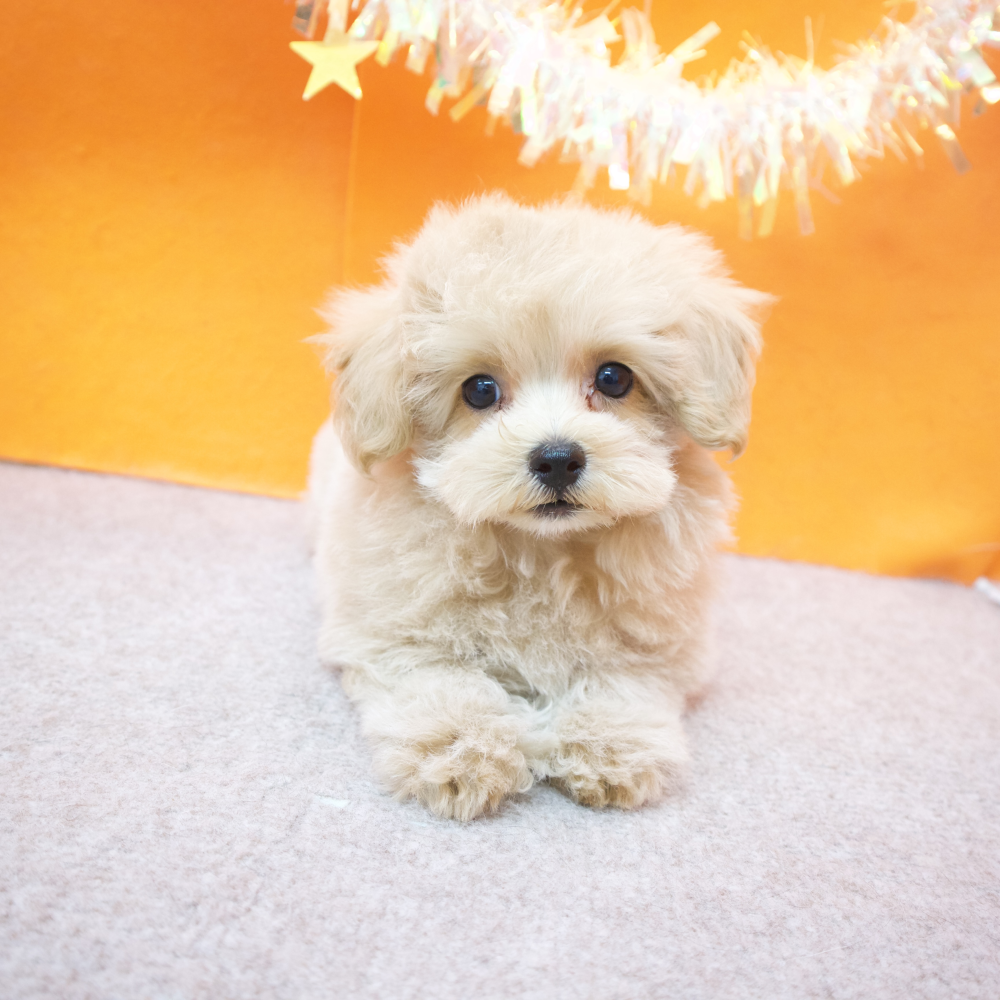 大阪府のマルプー(マルチーズ×プードル) (犬の家＆猫の里吹田店/2026年2月13日生まれ/男の子/アプリコット)の子犬の4枚目の画像