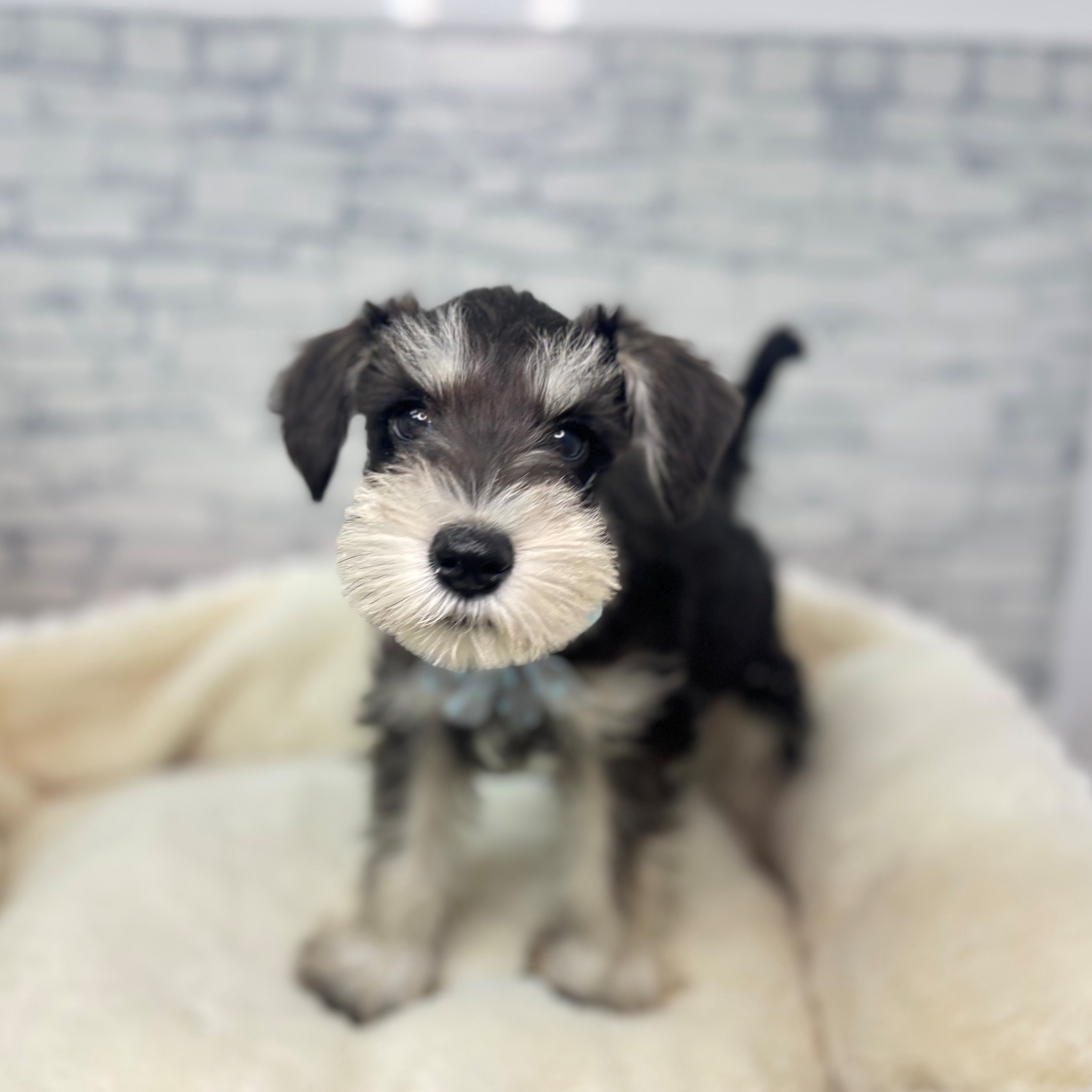 長野県のミニチュアシュナウザー (犬の家＆猫の里長野店/2026年2月13日生まれ/男の子/ブラックシルバー)の子犬の4枚目の画像