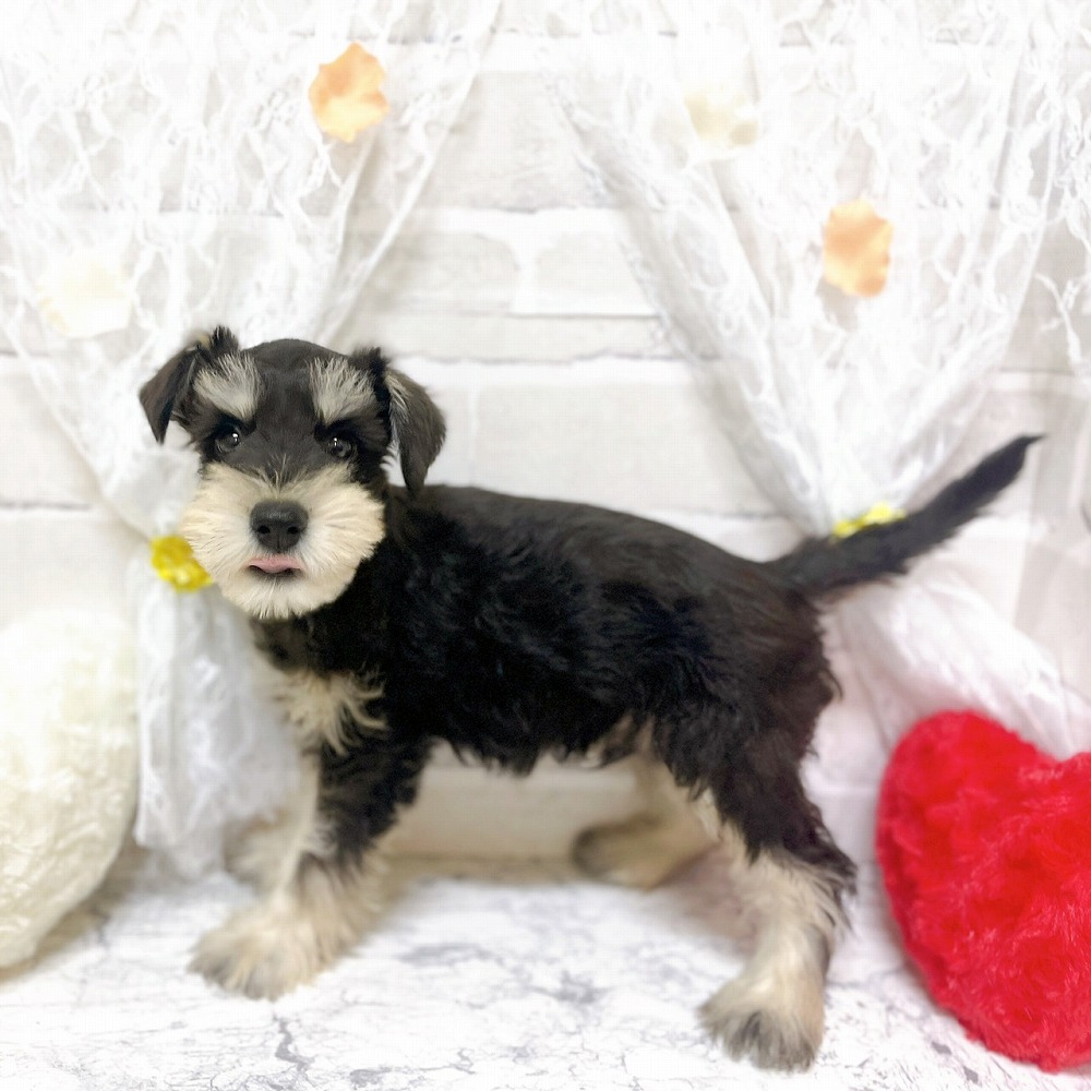 京都府のミニチュアシュナウザー (犬の家＆猫の里京都精華店/2026年2月13日生まれ/男の子/ブラックシルバー)の子犬の4枚目の画像
