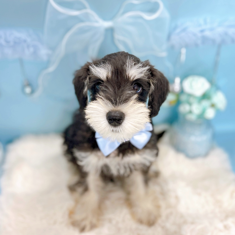 福井県のミニチュアシュナウザー (犬の家＆猫の里アミーゴ福井大和田店/2026年2月13日生まれ/男の子/ブラックシルバー)の子犬の4枚目の画像