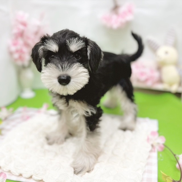 静岡県のミニチュアシュナウザー (犬の家＆猫の里藤枝店/2026年2月13日生まれ/女の子/ブラックシルバー)の子犬の4枚目の画像