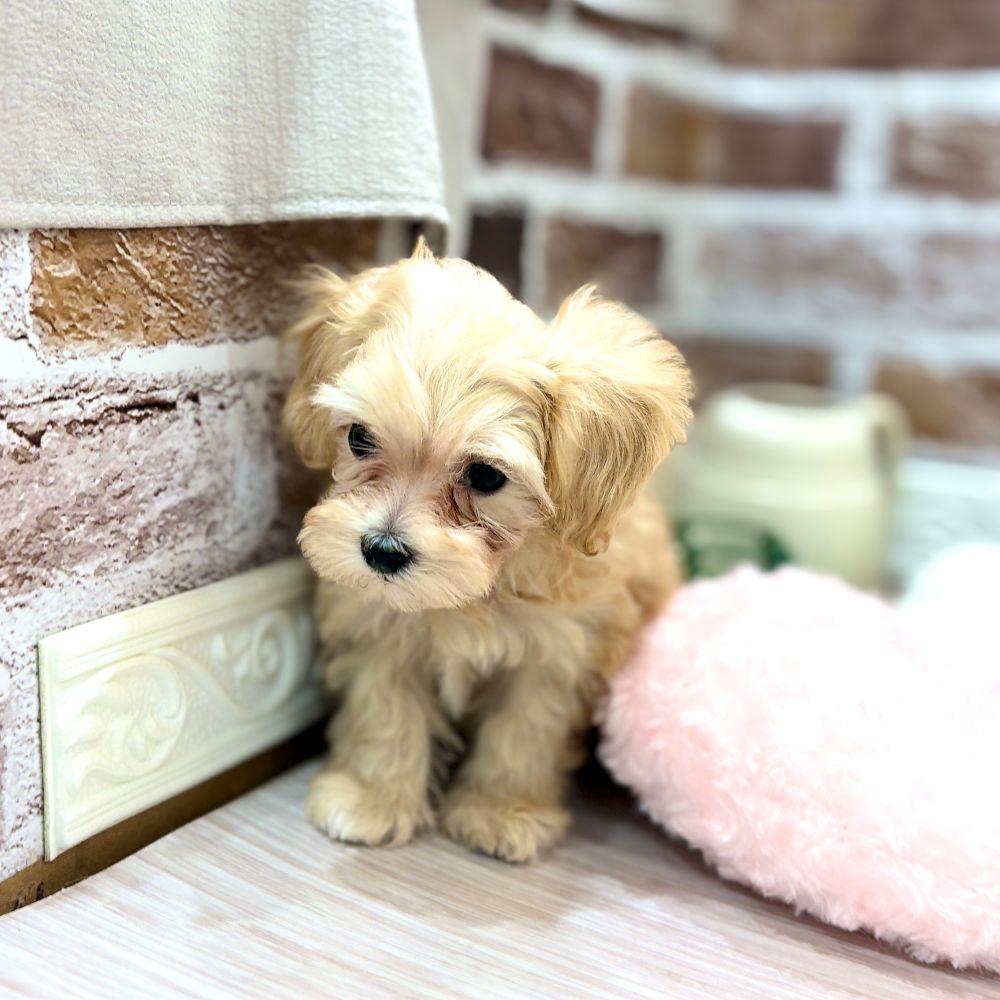 三重県のマルプー(マルチーズ×プードル) (犬の家＆猫の里三重桑名店/2026年2月13日生まれ/男の子/クリーム)の子犬の4枚目の画像