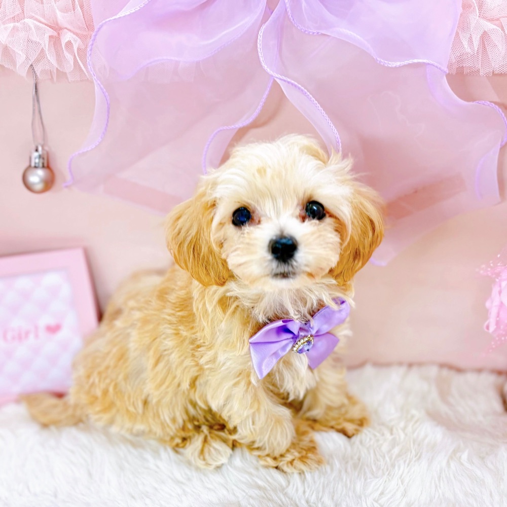 福井県のマルプー(マルチーズ×プードル) (犬の家＆猫の里アミーゴ福井大和田店/2026年2月13日生まれ/女の子/クリーム)の子犬の4枚目の画像