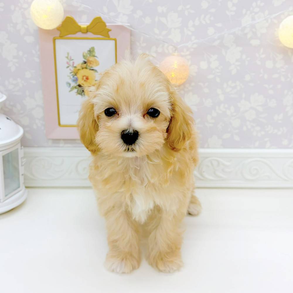 富山県のマルプー(マルチーズ×プードル) (犬の家＆猫の里富山店/2026年2月13日生まれ/女の子/クリーム)の子犬の4枚目の画像