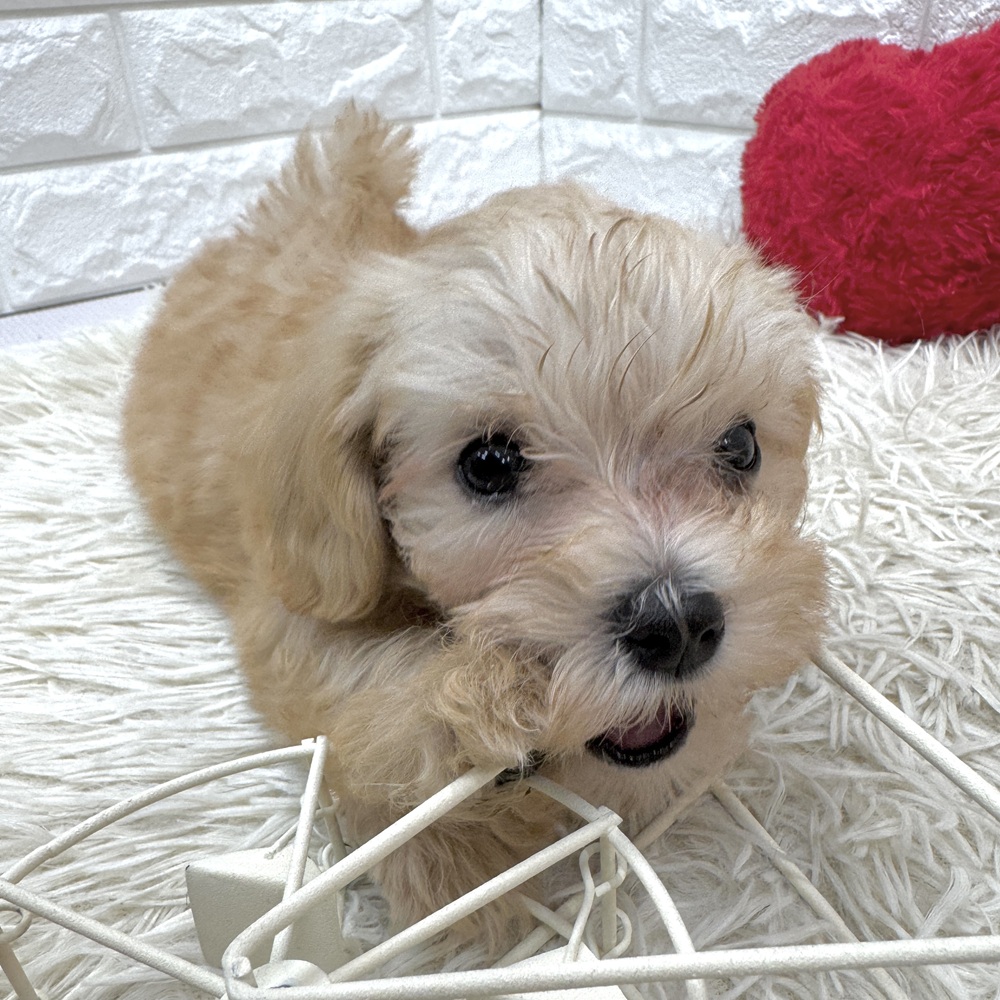 愛知県のマルプー(マルチーズ×プードル) (犬の家＆猫の里MEGAドン・キホーテ東海名和店/2026年2月13日生まれ/男の子/クリーム)の子犬の4枚目の画像