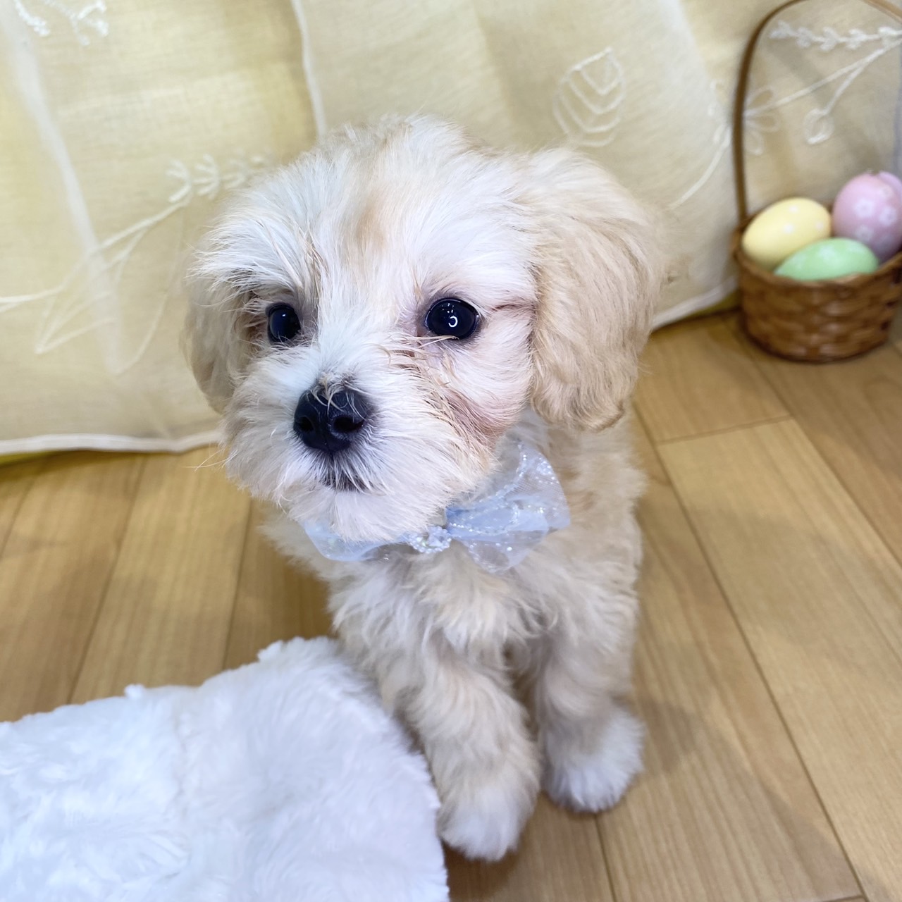 長野県のマルプー(マルチーズ×プードル) (犬の家＆猫の里カインズ梓川店/2026年2月13日生まれ/男の子/クリーム)の子犬の4枚目の画像