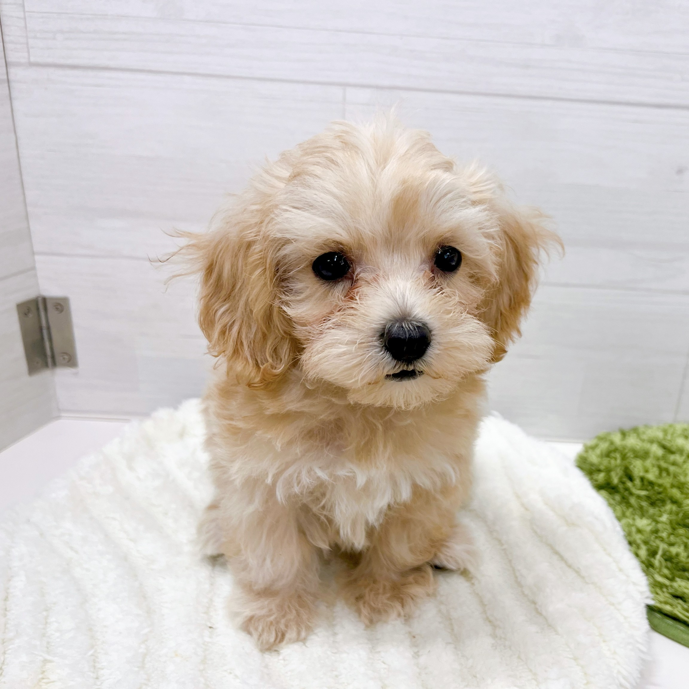 石川県のマルプー(マルチーズ×プードル) (犬の家＆猫の里アミーゴ金沢おこばた店/2026年2月13日生まれ/女の子/クリーム)の子犬の4枚目の画像