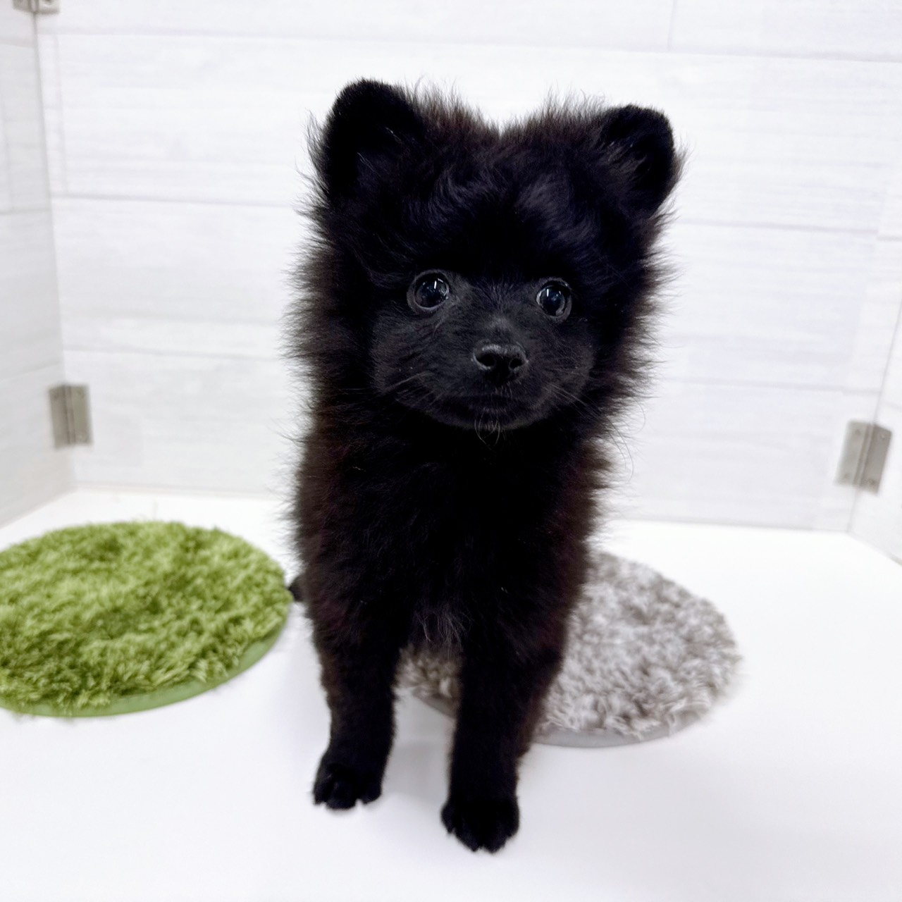 石川県のポメラニアン (犬の家＆猫の里アミーゴ金沢おこばた店/2026年2月15日生まれ/女の子/ブラック)の子犬の4枚目の画像