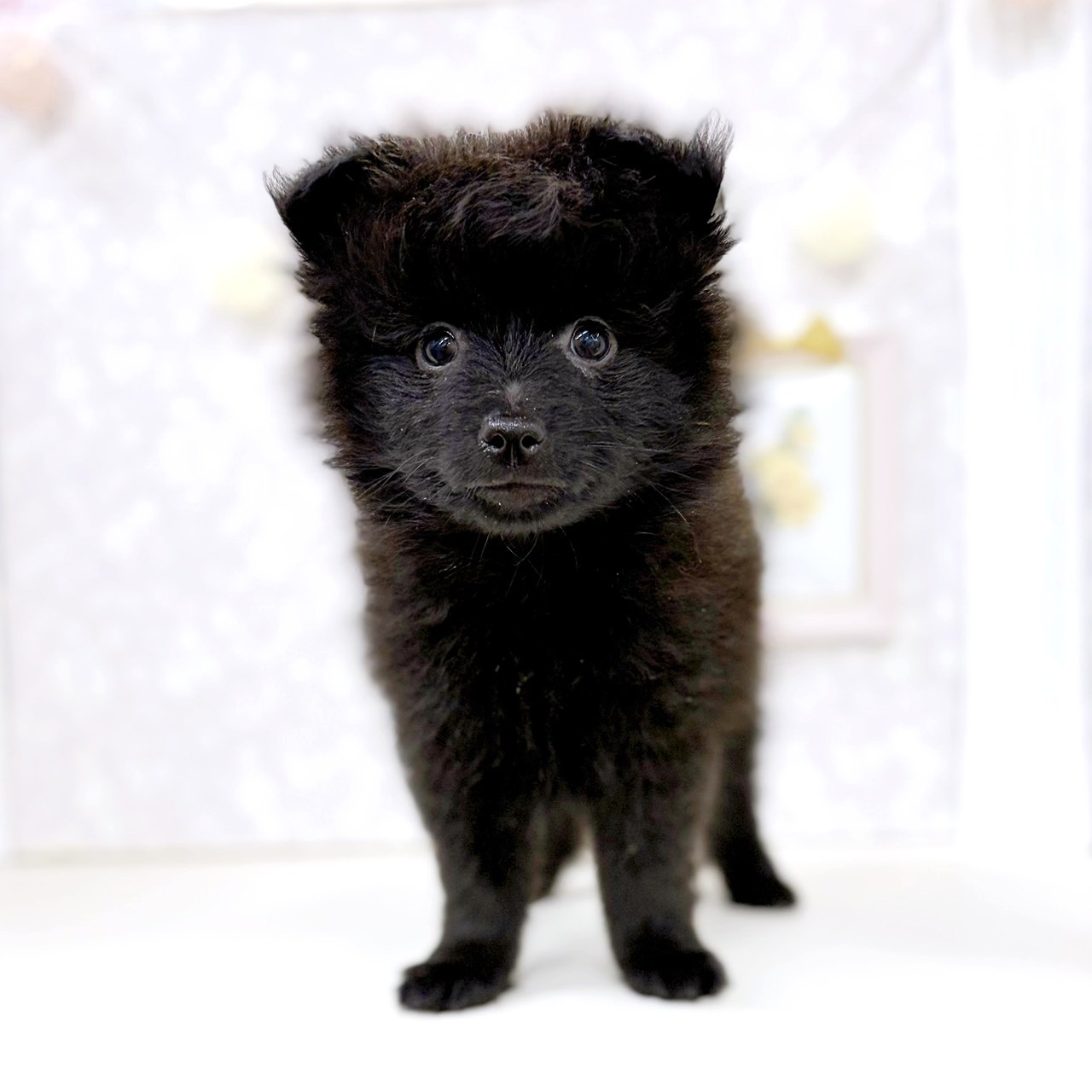 富山県のポメラニアン (犬の家＆猫の里アミーゴ高岡蓮花寺店/2026年2月15日生まれ/男の子/ブラック)の子犬の4枚目の画像