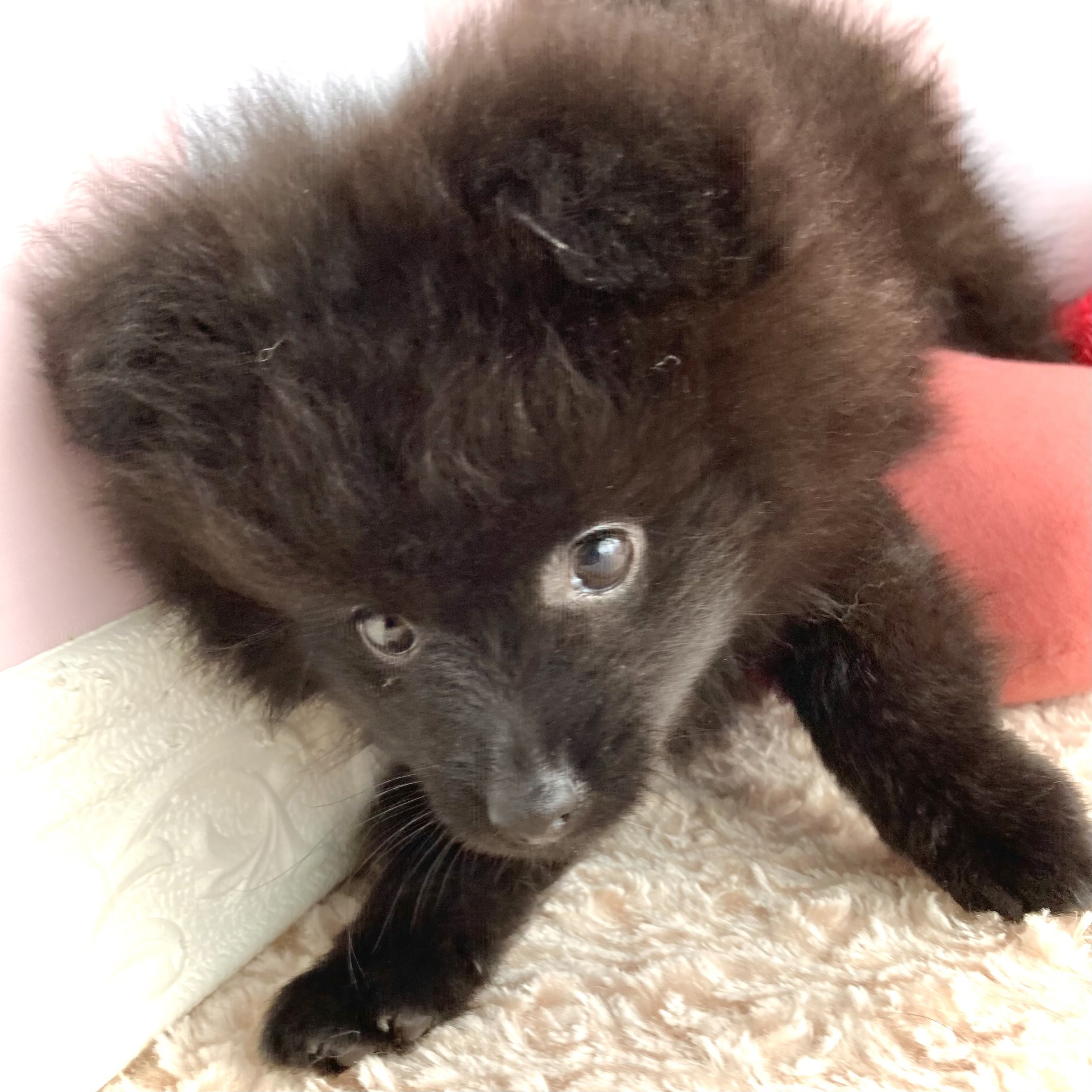 岡山県のポメラニアン (犬の家＆猫の里倉敷中庄店/2026年2月15日生まれ/男の子/ブラック)の子犬の4枚目の画像