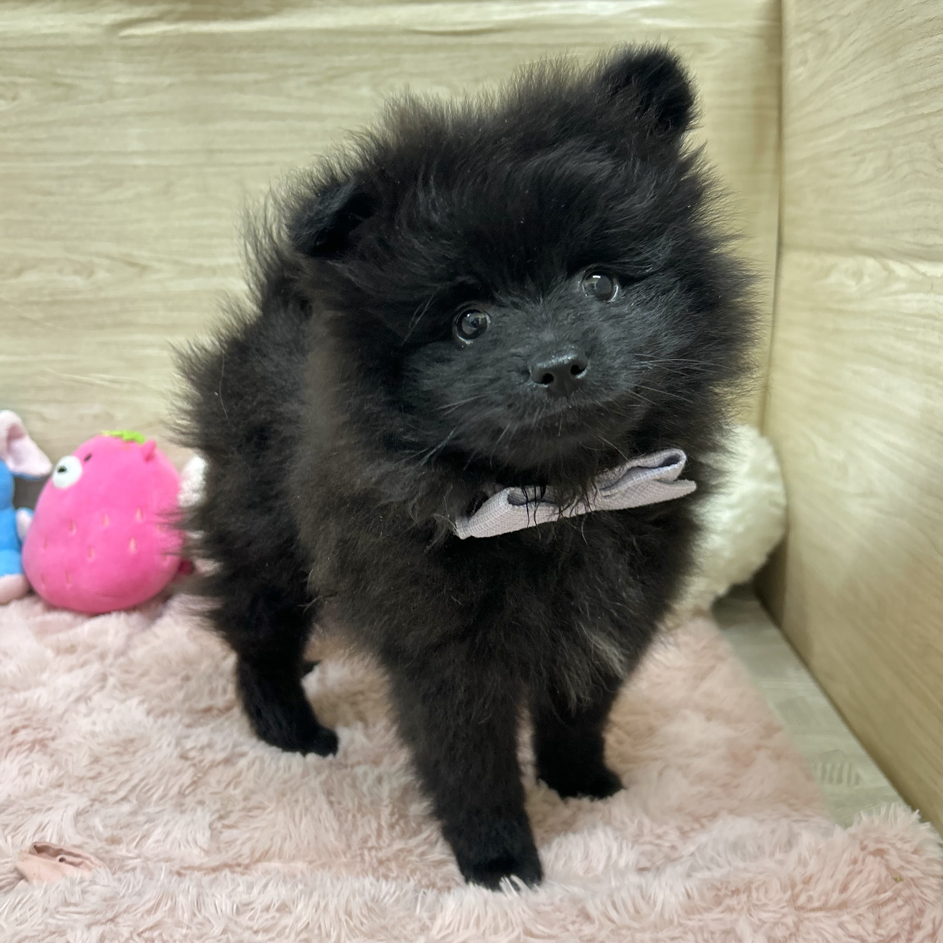 大阪府のポメラニアン (犬の家＆猫の里そよら東岸和田店/2026年2月15日生まれ/男の子/ブラック)の子犬の4枚目の画像