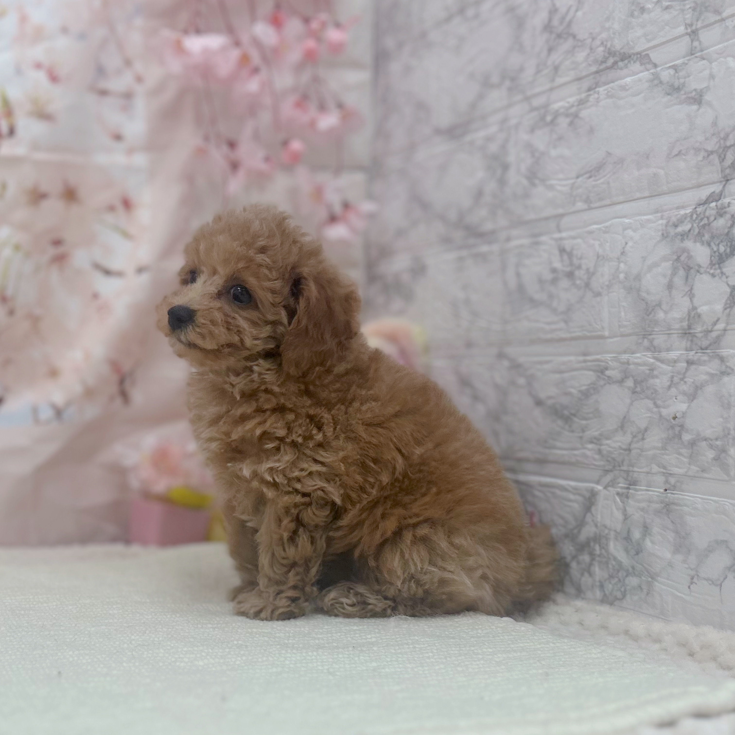 岐阜県のトイプードル(トイ) (犬の家＆猫の里岐南店/2026年2月15日生まれ/男の子/オレンジフォーン)の子犬の4枚目の画像