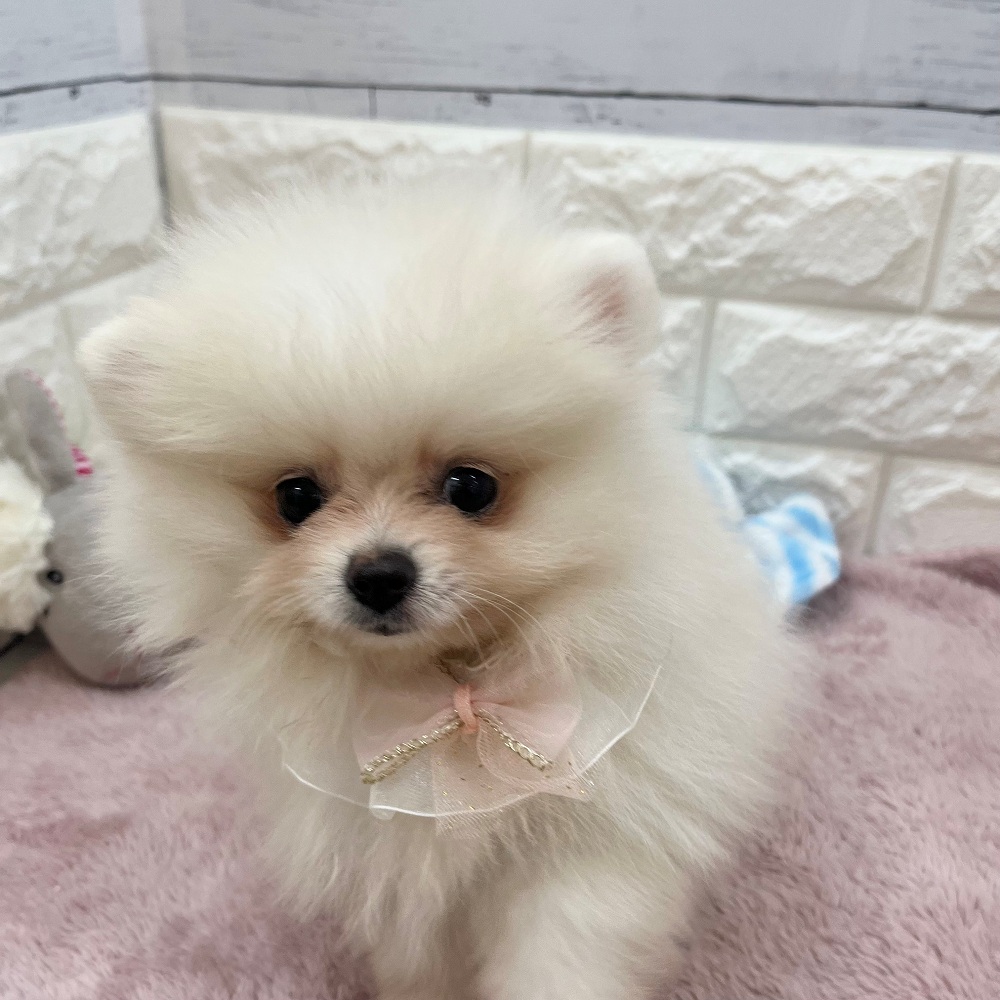 静岡県のポメラニアン (犬の家＆猫の里アミーゴ浜松和田店/2026年2月15日生まれ/女の子/クリーム)の子犬の4枚目の画像