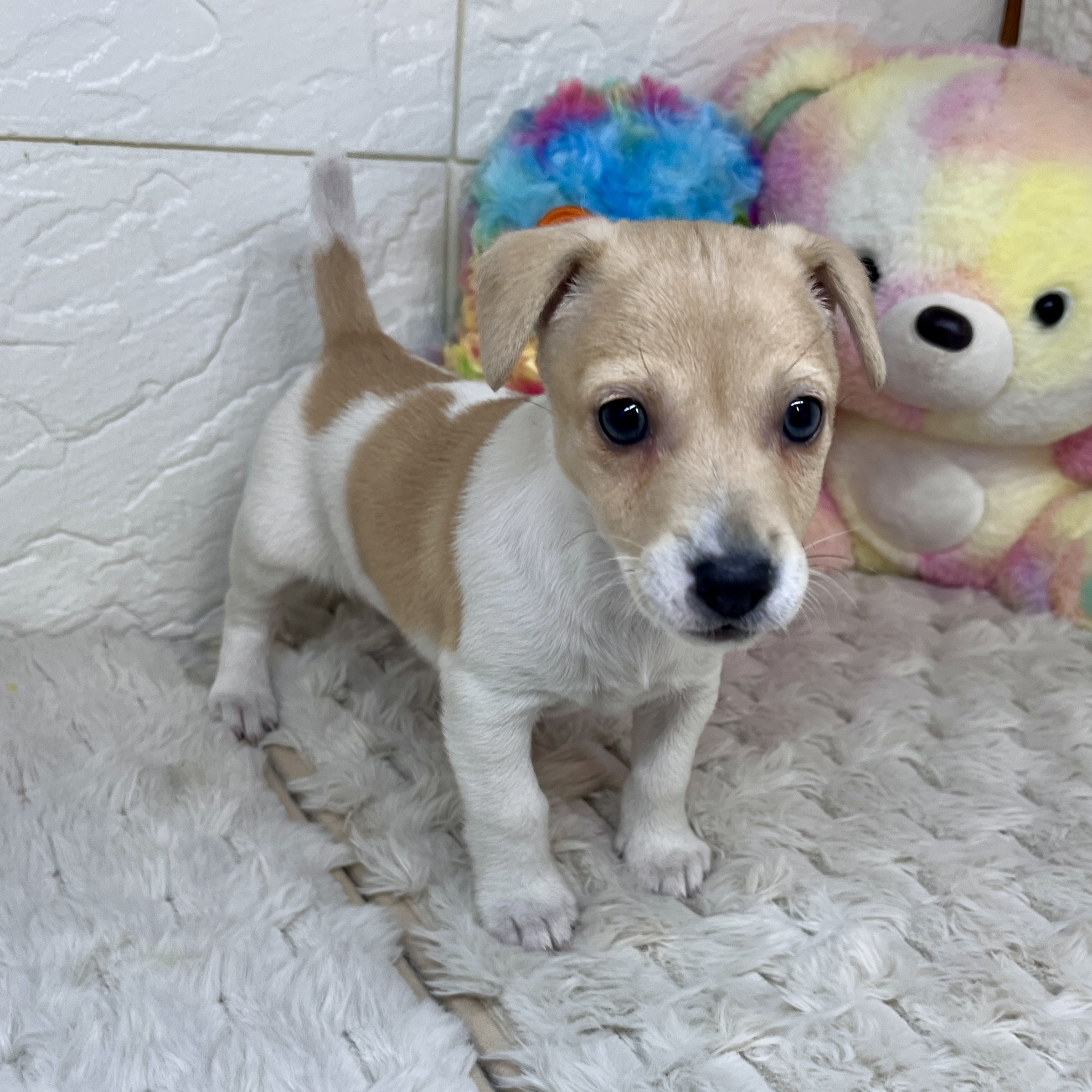 兵庫県のジャックラッセルテリア (犬の家＆猫の里ゆめタウン姫路店/2026年2月9日生まれ/女の子/タンホワイト)の子犬の4枚目の画像