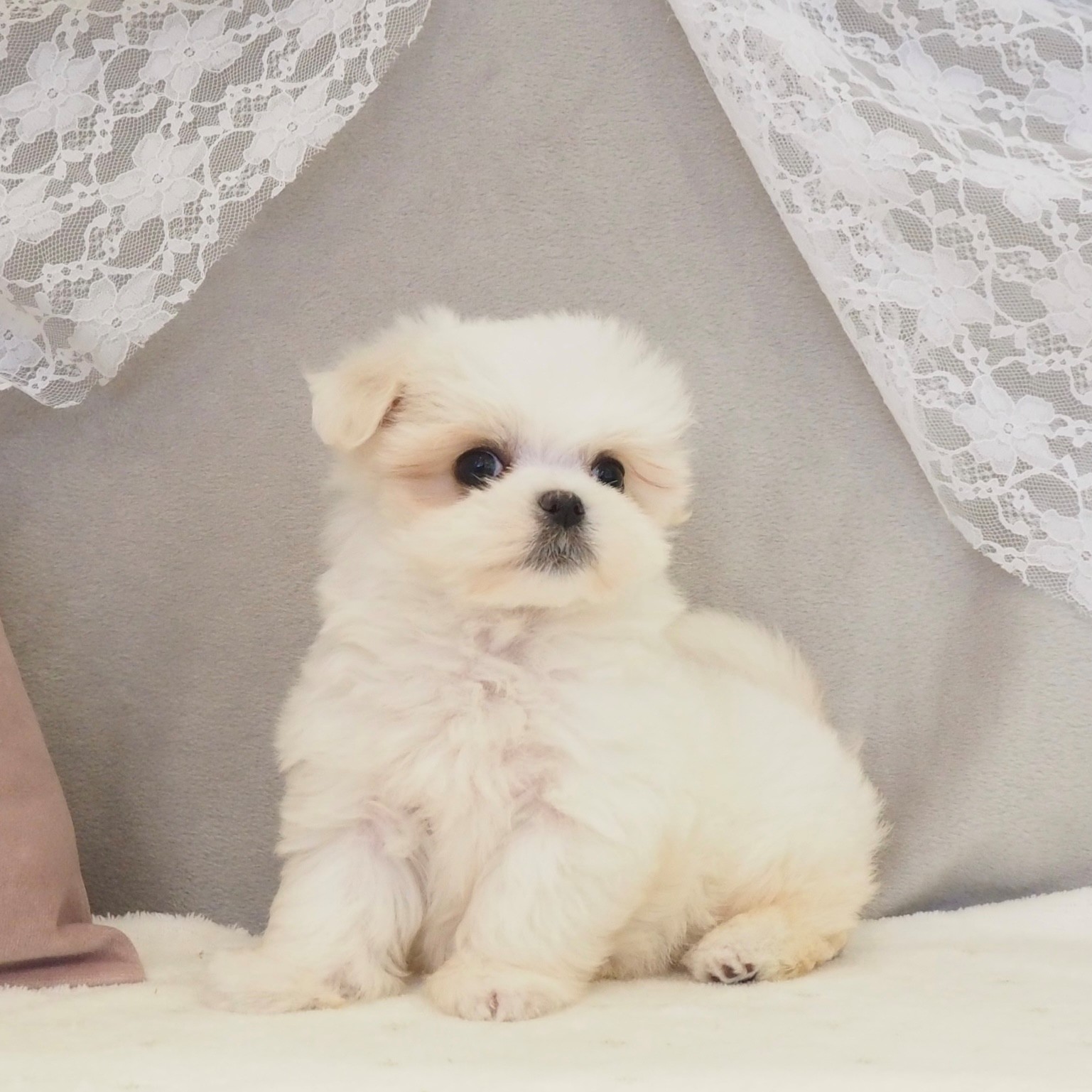 大阪府のマルチーズ (犬の家＆猫の里もりのみやキューズモールBASE店/2026年2月12日生まれ/女の子/ホワイト)の子犬の4枚目の画像