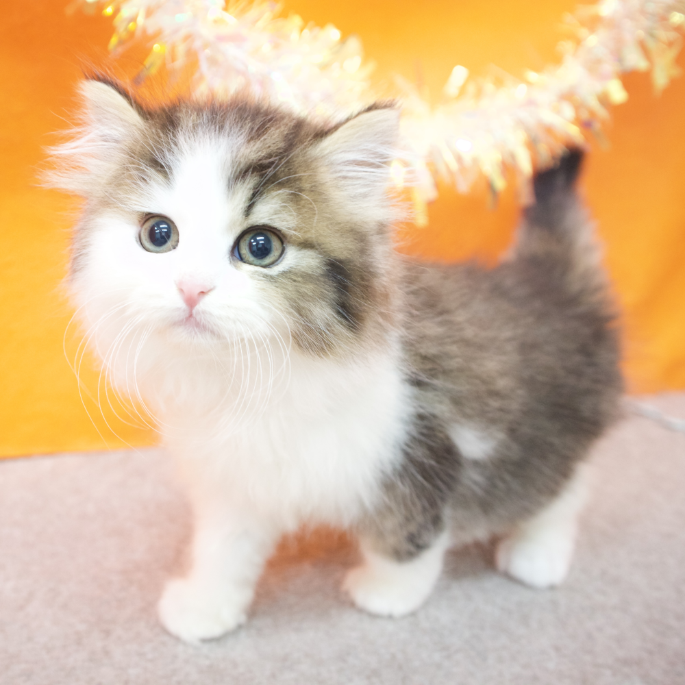 大阪府のミヌエット (犬の家＆猫の里吹田店/2026年2月11日生まれ/男の子/ブラウンタビーホワイト)の子猫の4枚目の画像