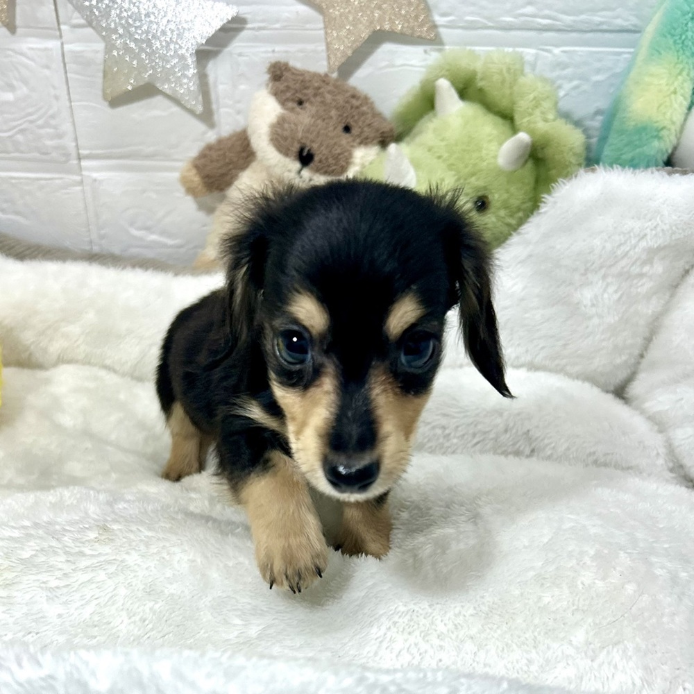 兵庫県のミニチュアダックスフンド(ロング) (犬の家＆猫の里ニッケパークタウン加古川店/2026年2月15日生まれ/男の子/ブラックイエロー)の子犬の4枚目の画像