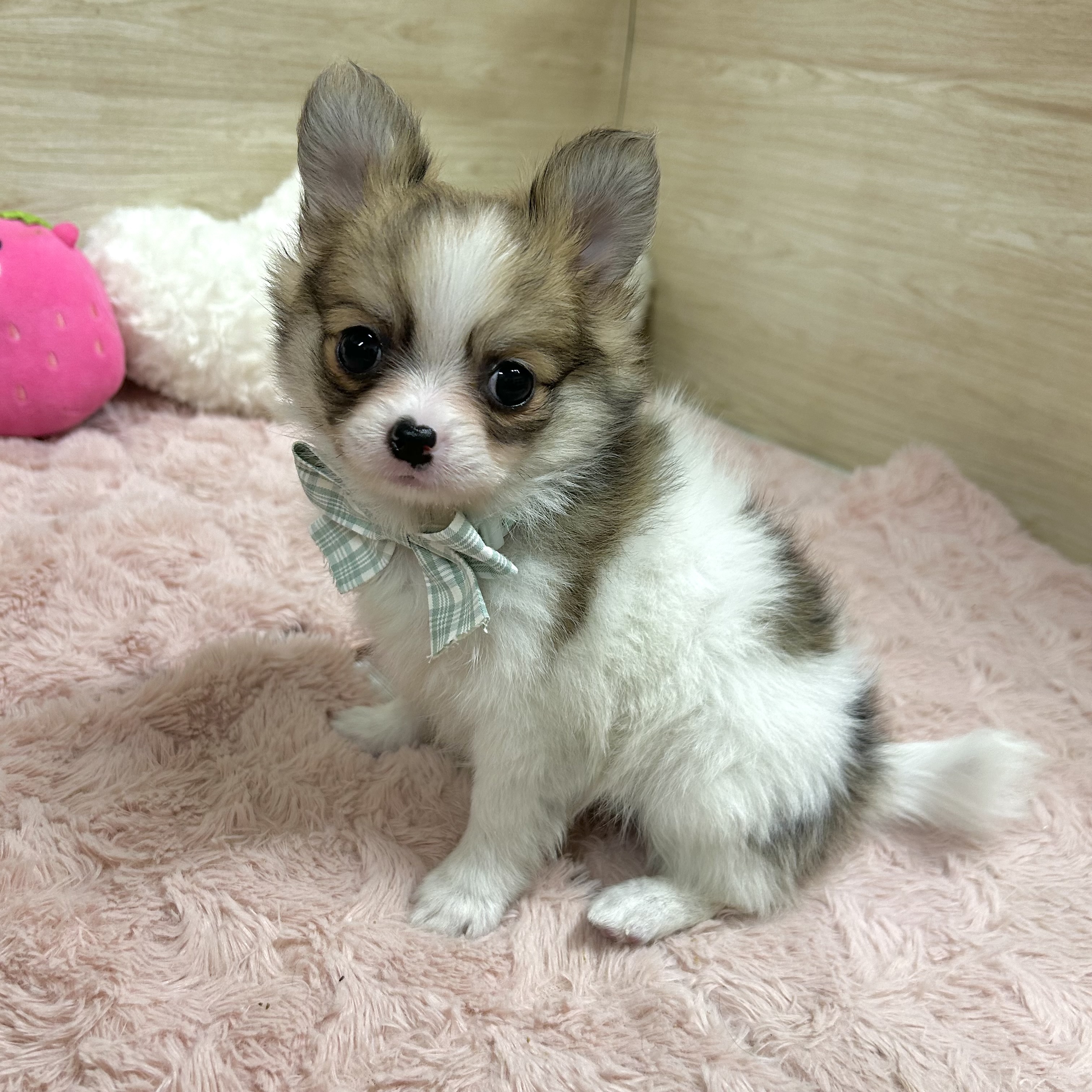 大阪府のポメチワ/チワポメ/ポメチー(ポメラニアン×チワワ) (犬の家＆猫の里そよら東岸和田店/2026年2月13日生まれ/女の子/パーティーカラー)の子犬の4枚目の画像
