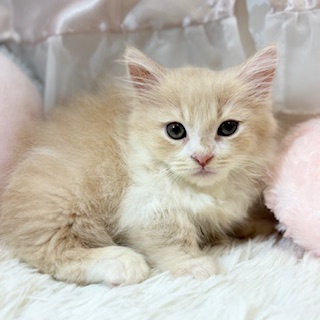 兵庫県のミヌエット (犬の家＆猫の里カナート西神戸店/2026年2月13日生まれ/男の子/クリームタビーホワイト)の子猫の4枚目の画像