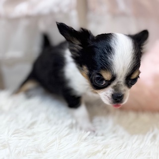 兵庫県のチワワ(ロング) (犬の家＆猫の里カナート西神戸店/2026年2月14日生まれ/女の子/トライカラー)の子犬の4枚目の画像