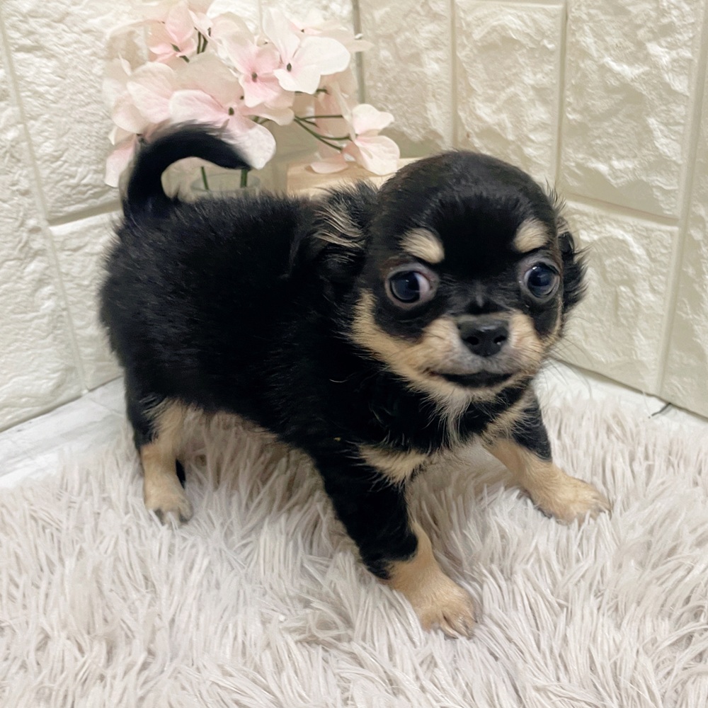 岡山県のチワワ(ロング) (犬の家＆猫の里岡山店/2026年2月15日生まれ/男の子/ブラッククリームタン)の子犬の4枚目の画像
