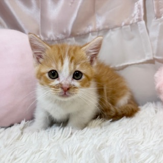 兵庫県のマンチカン (犬の家＆猫の里カナート西神戸店/2026年2月2日生まれ/男の子/レッドタビーホワイト)の子猫の4枚目の画像