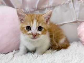 兵庫県のマンチカン (犬の家＆猫の里カナート西神戸店/2026年2月2日生まれ/男の子/レッドタビーホワイト)の子猫の4枚目の画像