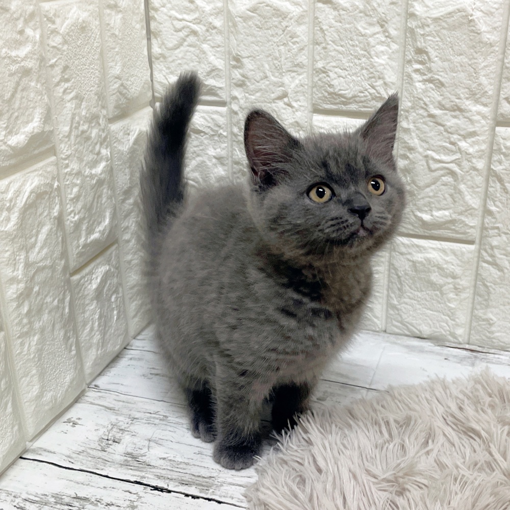 岡山県のブリティッシュショートヘアー (犬の家＆猫の里岡山店/2026年2月12日生まれ/男の子/ブルー)の子猫の4枚目の画像