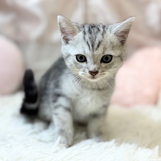 兵庫県のアメリカンショートヘアー (犬の家＆猫の里カナート西神戸店/2026年2月15日生まれ/女の子/シルバータビー)の子猫の4枚目の画像