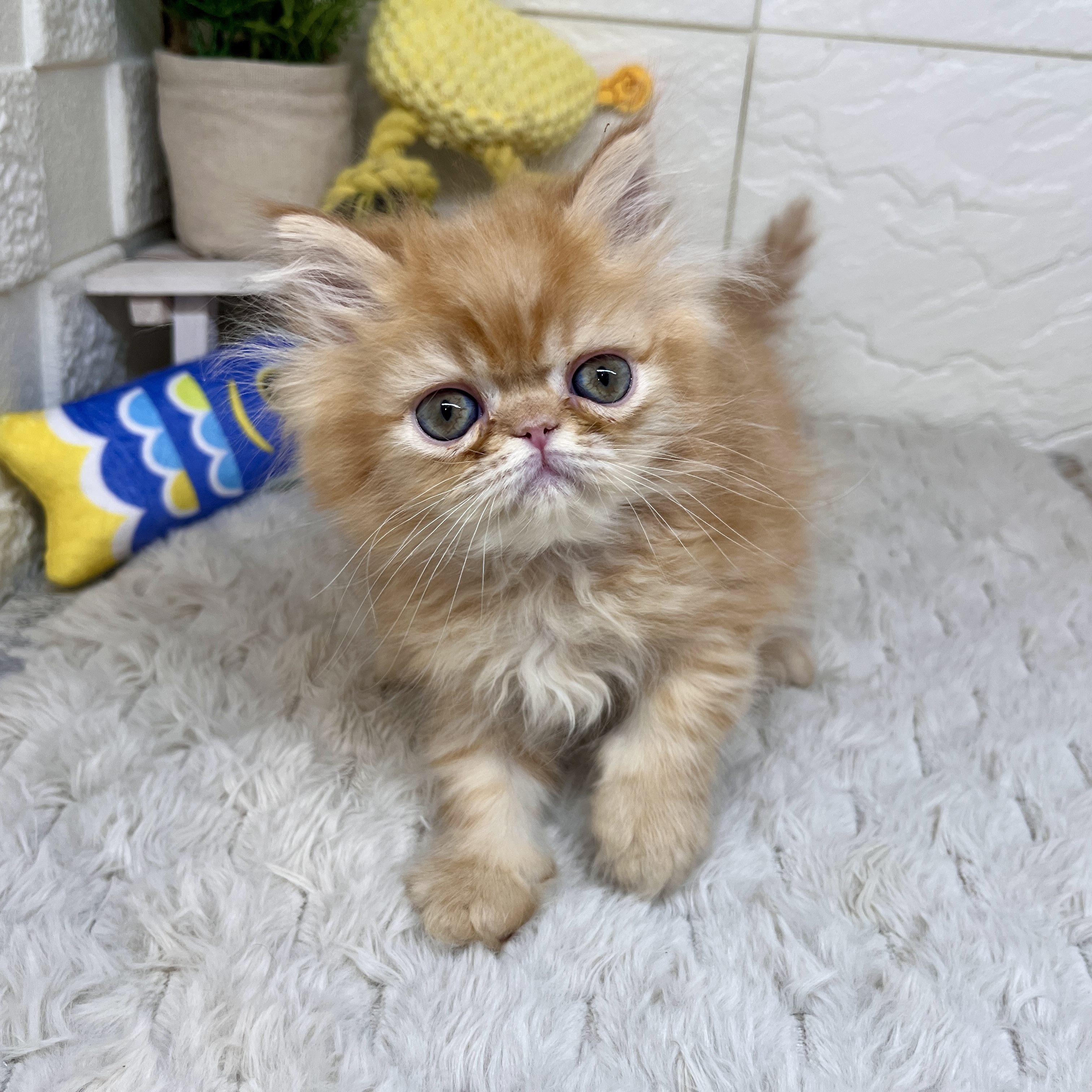 兵庫県のエキゾチック (犬の家＆猫の里ゆめタウン姫路店/2026年2月15日生まれ/男の子/レッドタビー)の子猫の4枚目の画像