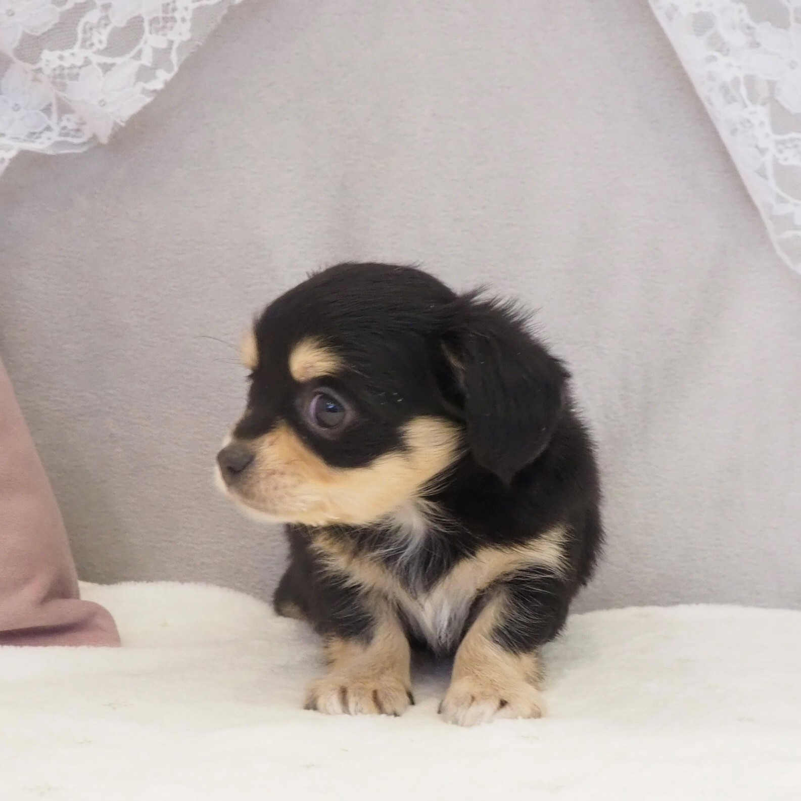 大阪府のチワックス(チワワ×ダックス) (犬の家＆猫の里もりのみやキューズモールBASE店/2026年2月14日生まれ/女の子/ブラックタン)の子犬の4枚目の画像