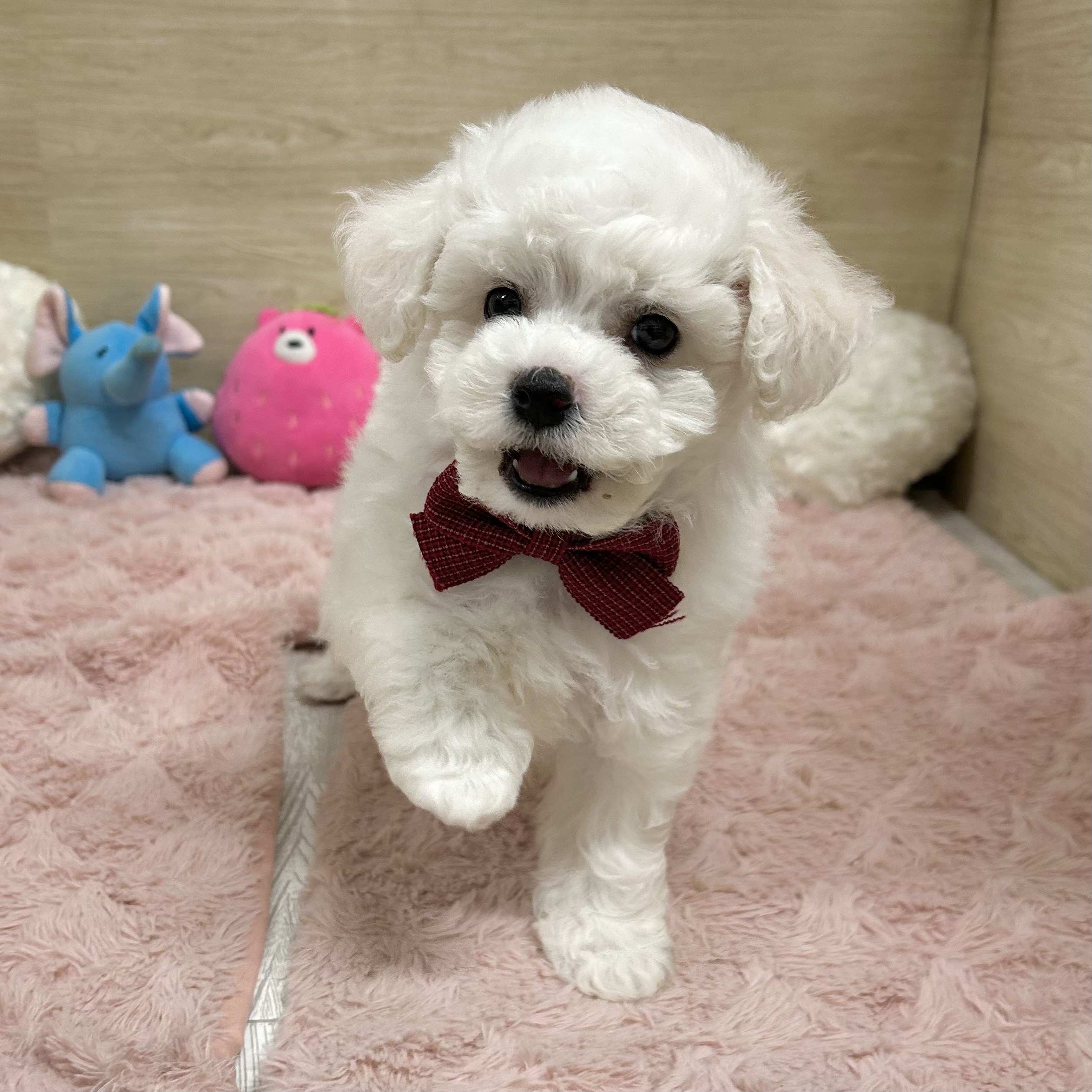 大阪府のビションフリーゼ (犬の家＆猫の里そよら東岸和田店/2026年2月14日生まれ/女の子/ホワイト)の子犬の4枚目の画像