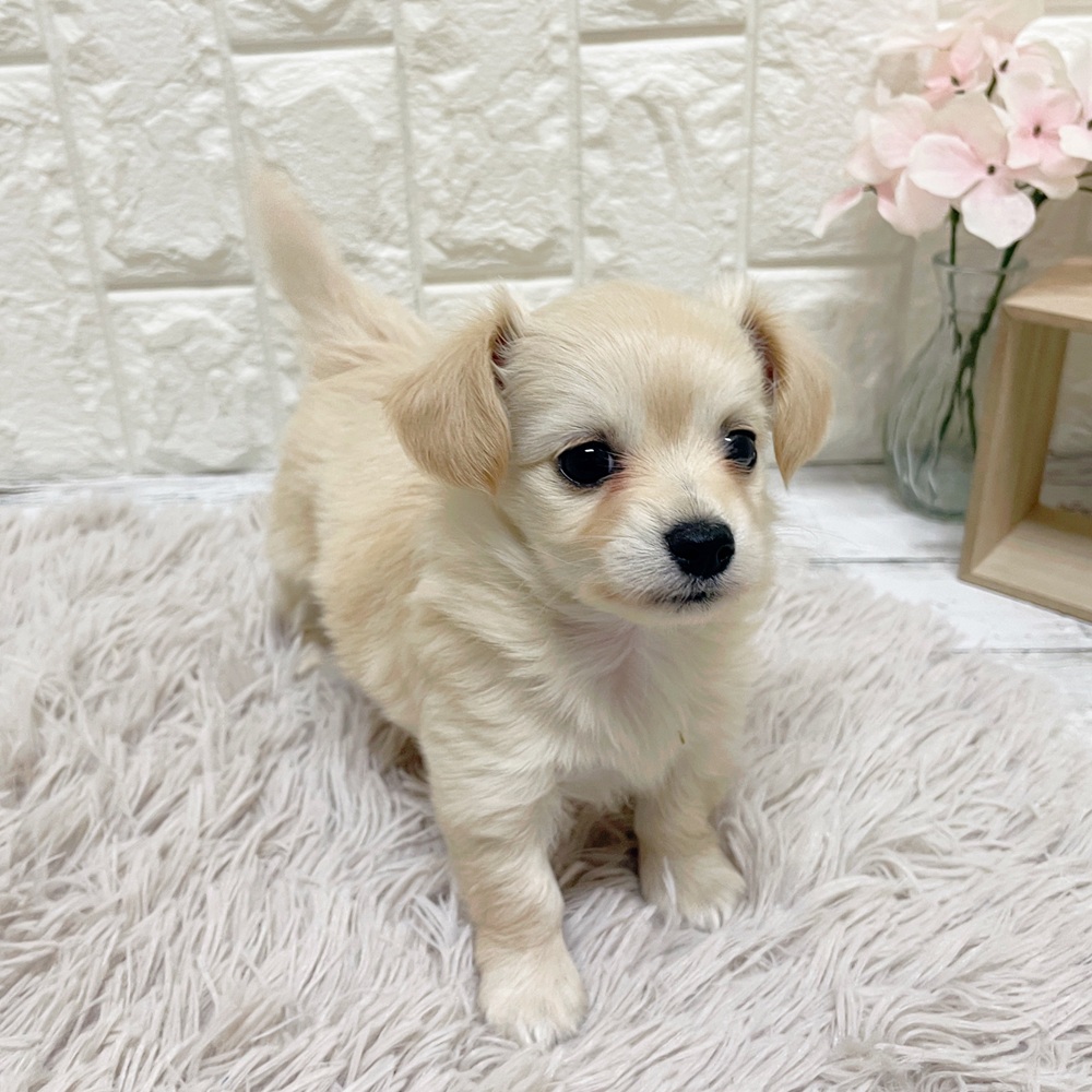 岡山県のチワックス(チワワ×ダックス) (犬の家＆猫の里岡山店/2026年2月15日生まれ/女の子/クリーム)の子犬の4枚目の画像