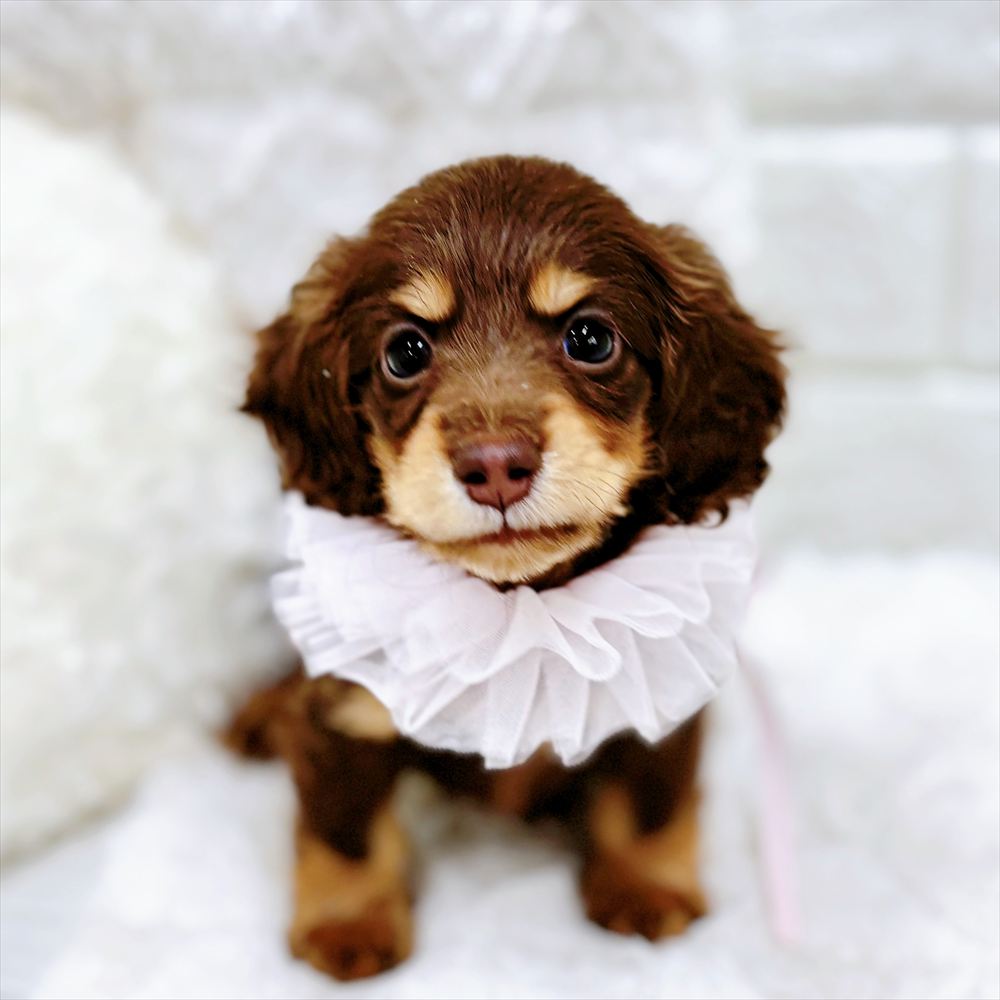 福井県のミニチュアダックスフンド(ロング) (犬の家＆猫の里アミーゴ福井店/2026年2月15日生まれ/女の子/チョコレートタン)の子犬の4枚目の画像