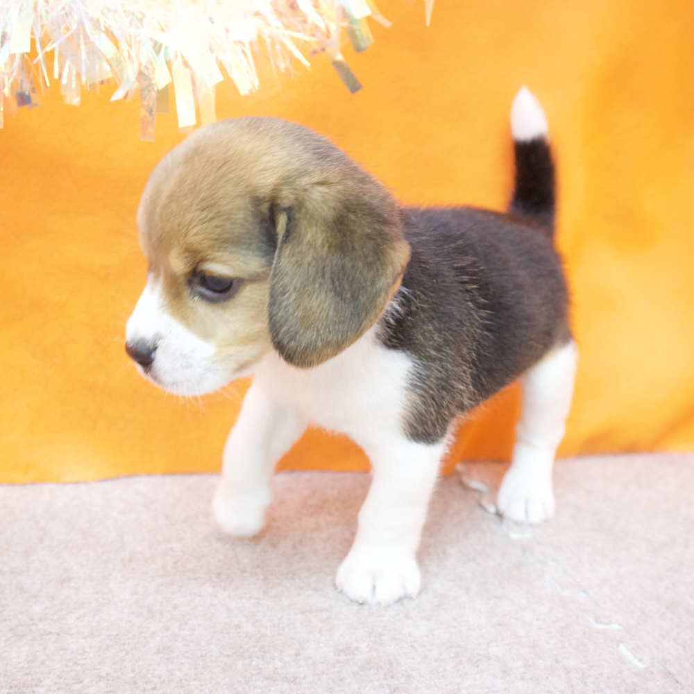 大阪府のビーグル (犬の家＆猫の里吹田店/2026年2月15日生まれ/女の子/ブラックタンホワイト)の子犬の4枚目の画像