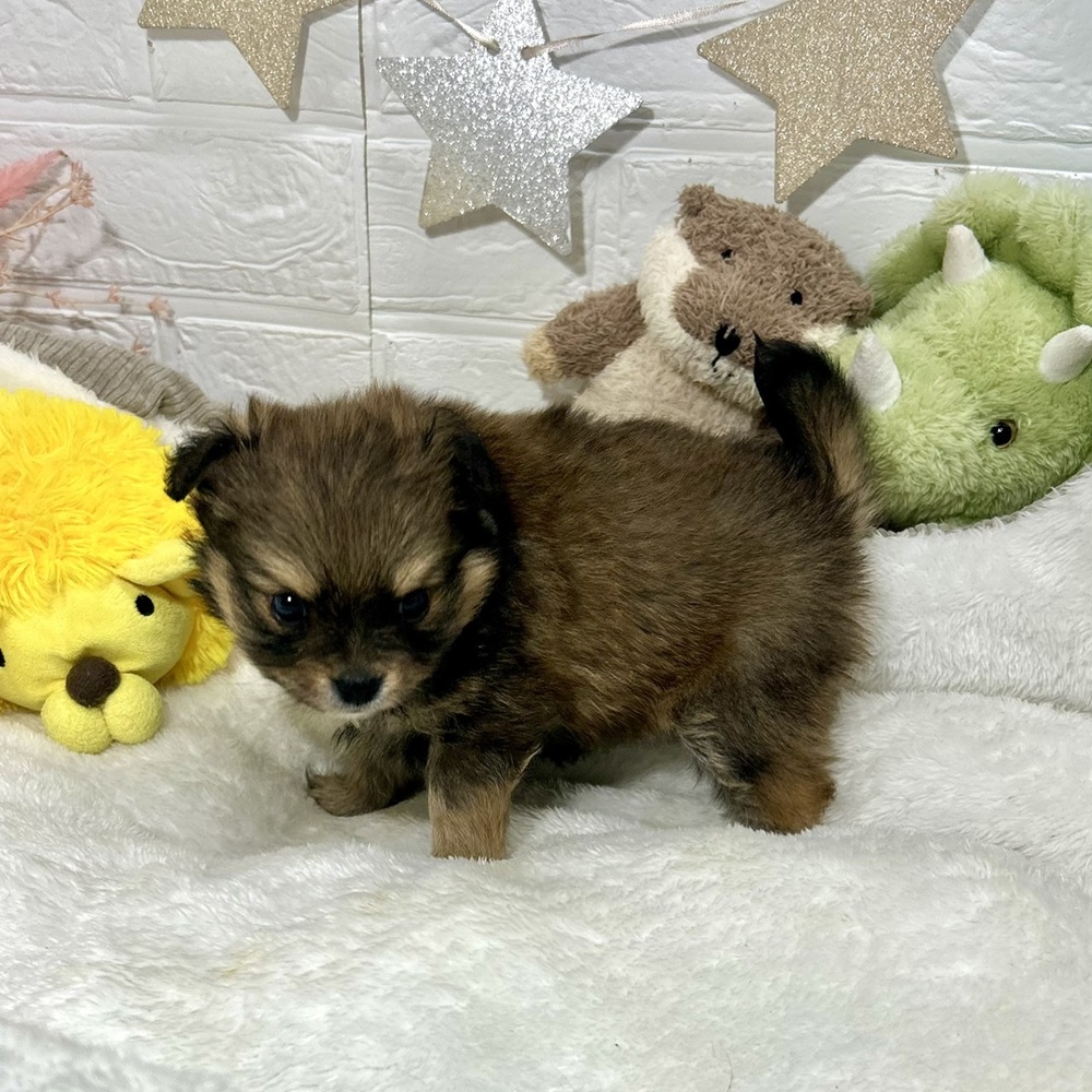 兵庫県のポメチワ/チワポメ/ポメチー(ポメラニアン×チワワ) (犬の家＆猫の里ニッケパークタウン加古川店/2026年2月15日生まれ/男の子/フォーン)の子犬の4枚目の画像