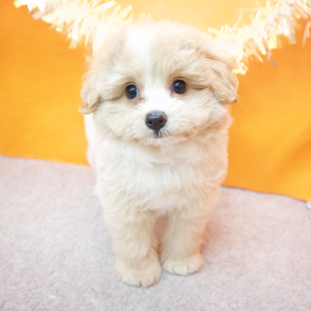 大阪府のポメプー(ポメラニアン×プードル) (犬の家＆猫の里吹田店/2026年2月15日生まれ/女の子/クリームホワイト)の子犬の4枚目の画像