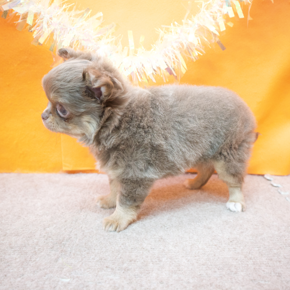 大阪府のチワワ(ロング) (犬の家＆猫の里吹田店/2026年2月15日生まれ/女の子/イザベラタン)の子犬の4枚目の画像