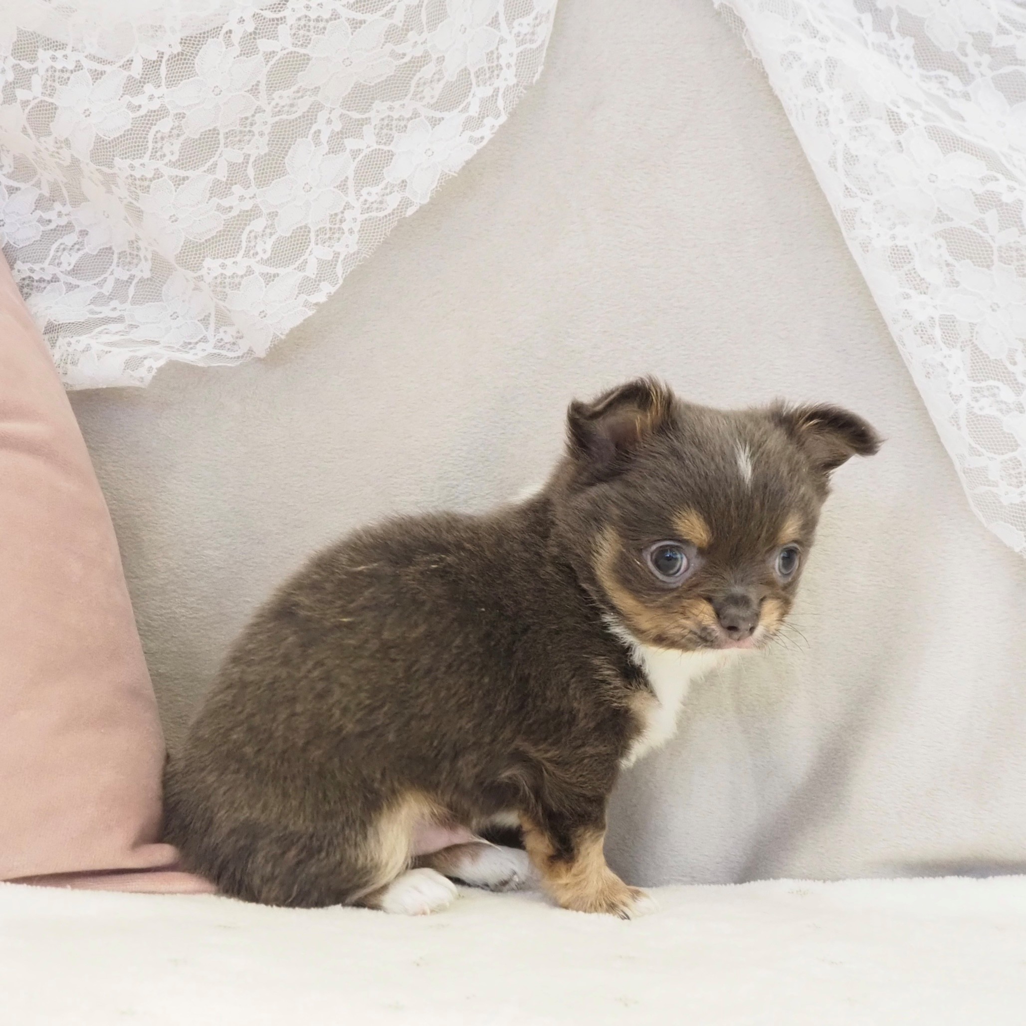 大阪府のチワワ(ロング) (犬の家＆猫の里もりのみやキューズモールBASE店/2026年2月15日生まれ/男の子/ブルータンホワイト)の子犬の4枚目の画像