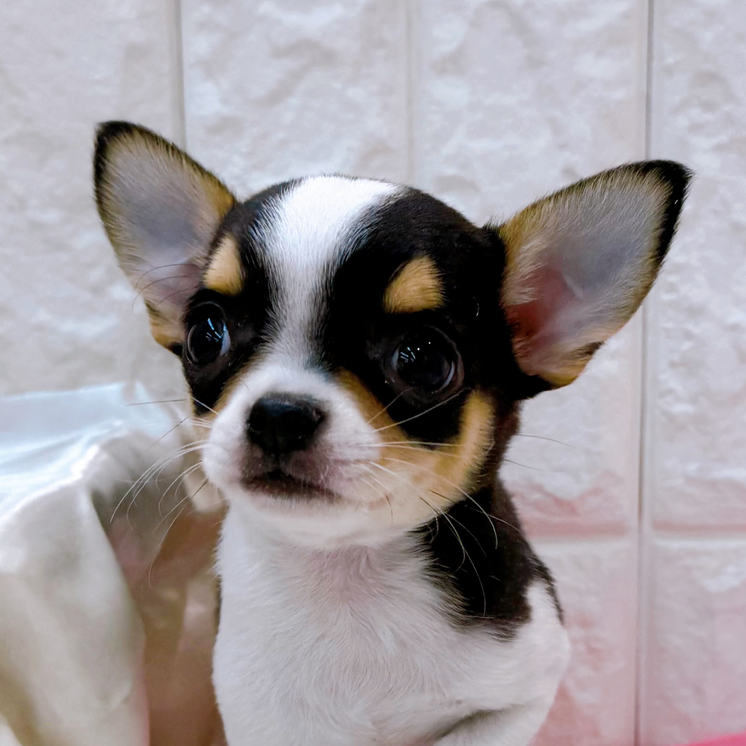 岡山県のチワワ(スムース) (犬の家＆猫の里倉敷店/2026年2月13日生まれ/男の子/ブラックタンホワイト)の子犬の4枚目の画像