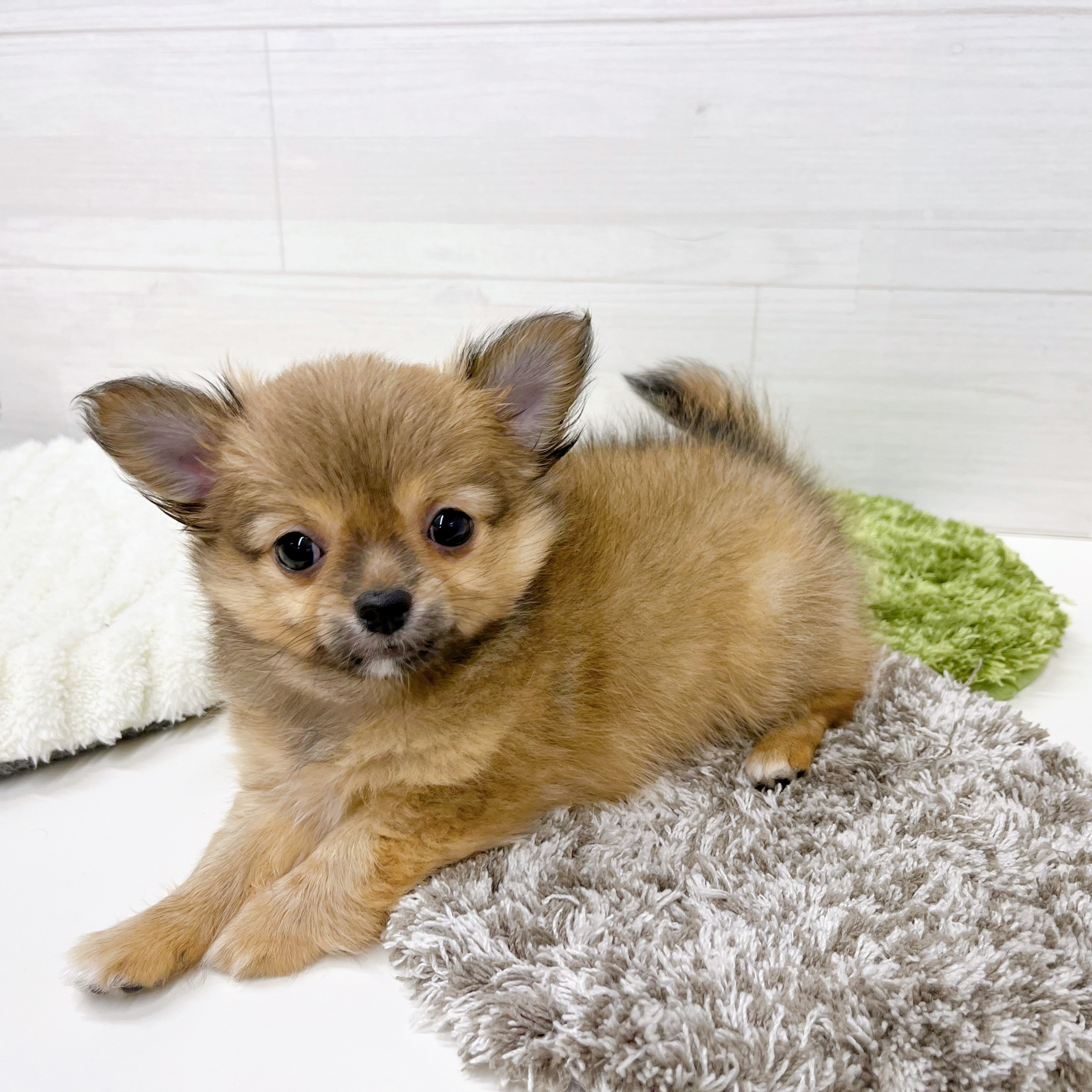 石川県のチワワ(ロング) (犬の家＆猫の里アミーゴ金沢おこばた店/2026年2月14日生まれ/男の子/レッド)の子犬の4枚目の画像