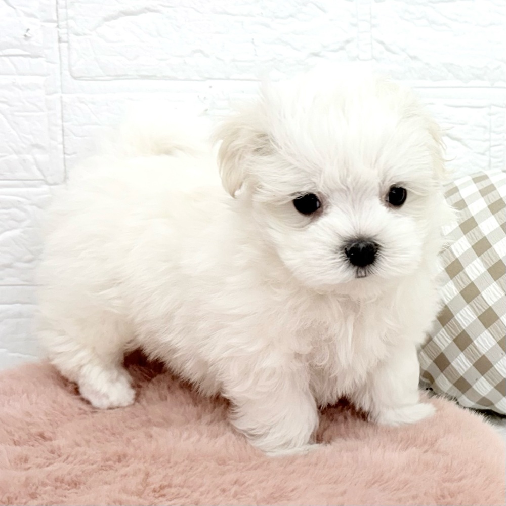 愛知県のマルチーズ (犬の家＆猫の里豊川インター店/2026年2月14日生まれ/女の子/ホワイト)の子犬の4枚目の画像