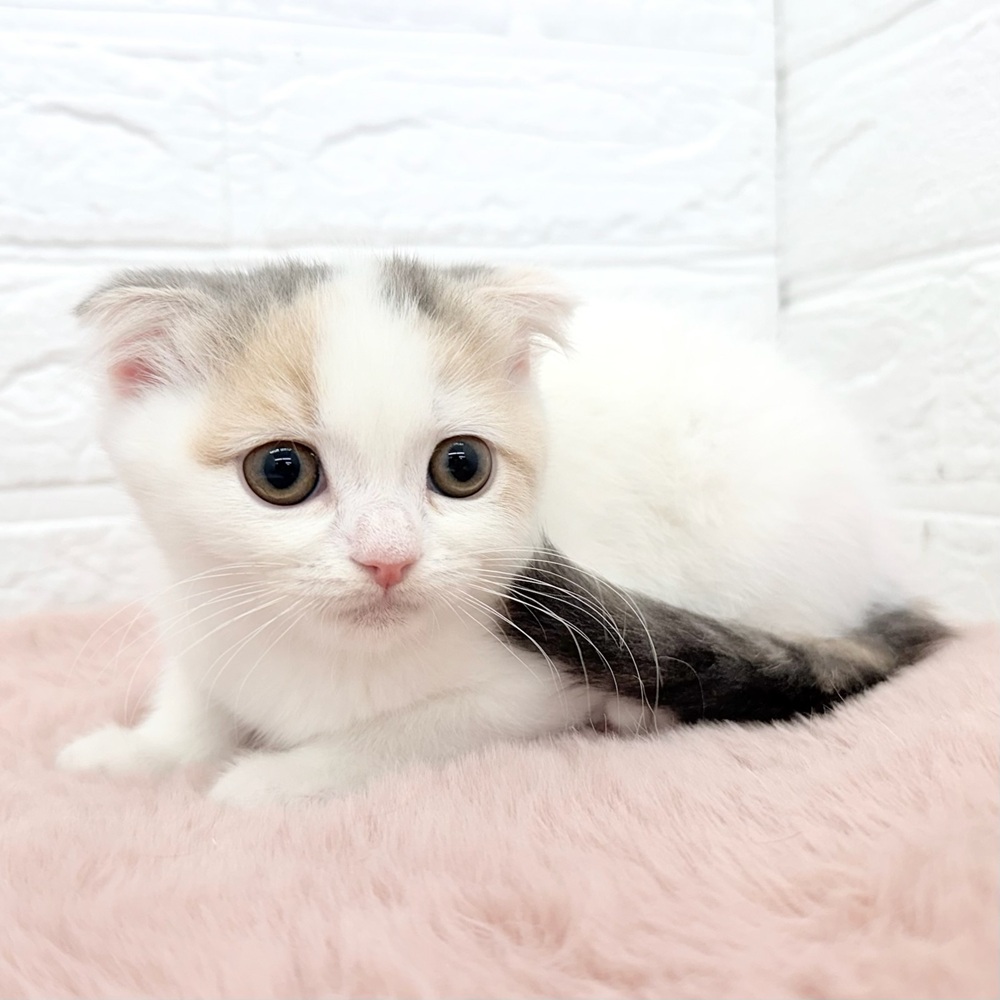 愛知県のスコティッシュフォールド (犬の家＆猫の里豊川インター店/2026年2月9日生まれ/女の子/ブルーパッチドタビーホワイト)の子猫の4枚目の画像