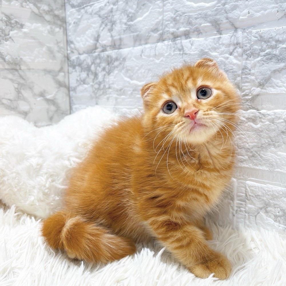 愛知県のスコティッシュフォールド (犬の家＆猫の里MiO香久山店/2026年2月13日生まれ/男の子/レッドタビー)の子猫の4枚目の画像