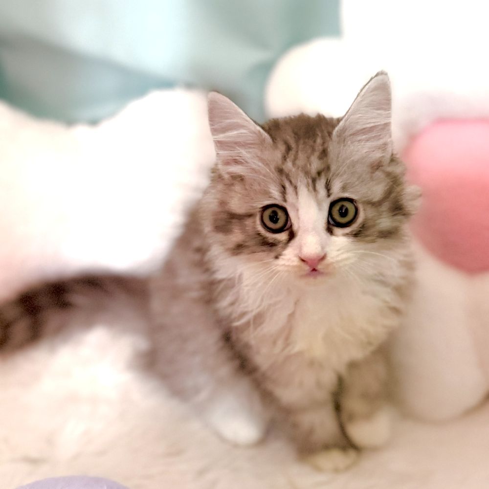 愛知県のサイベリアン (犬の家＆猫の里愛知刈谷店/2026年2月9日生まれ/女の子/シルバータビーホワイト)の子猫の4枚目の画像