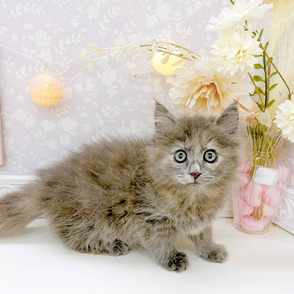 富山県のサイベリアン (犬の家＆猫の里富山店/2026年2月14日生まれ/女の子/ブルークリーム)の子猫の4枚目の画像