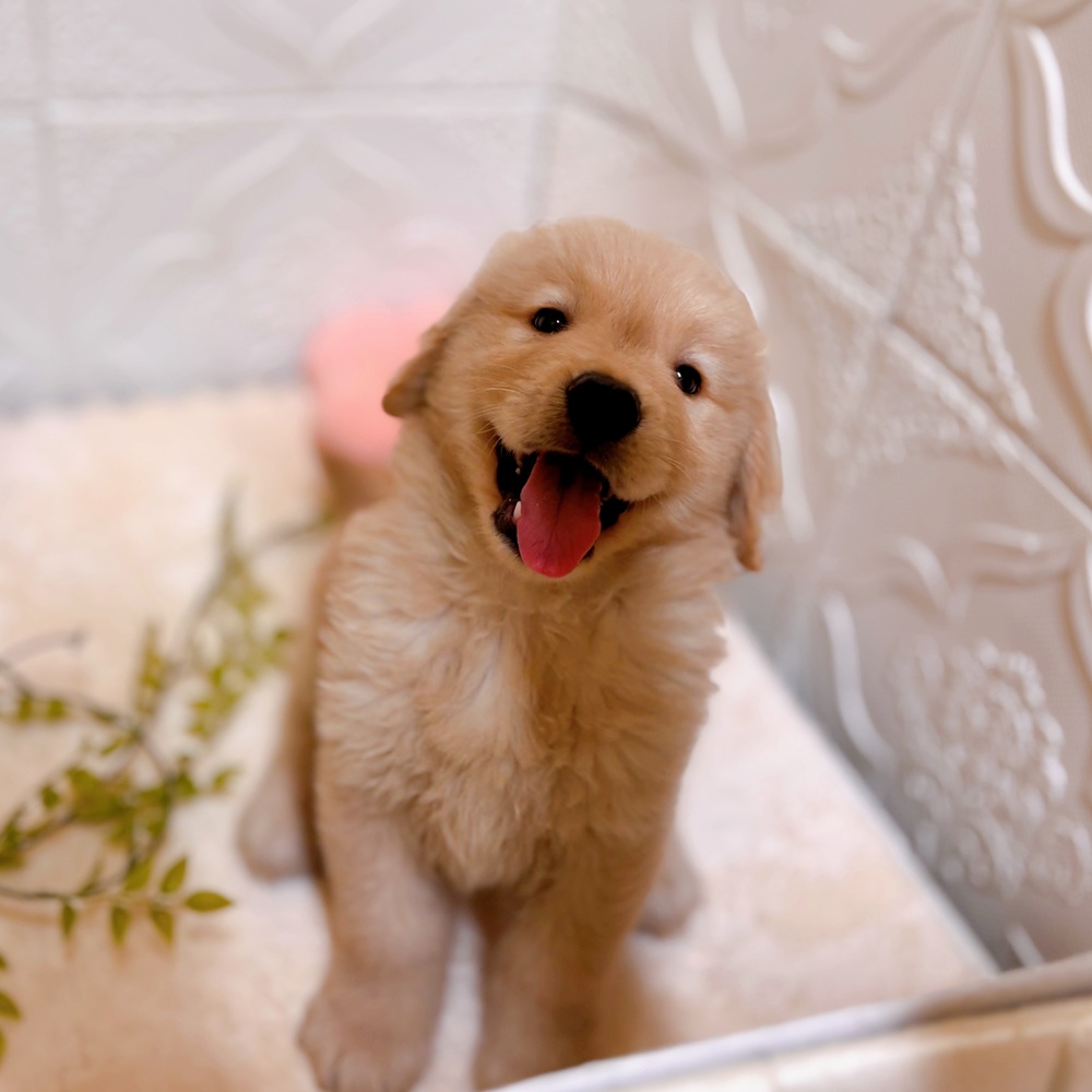 愛知県のゴールデンレトリバー (犬の家＆猫の里岡崎店/2026年2月14日生まれ/男の子/ゴールデン)の子犬の4枚目の画像