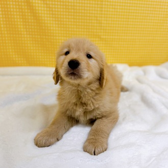 愛知県のゴールデンレトリバー (犬の家＆猫の里一宮店/2026年2月14日生まれ/男の子/ゴールデン)の子犬の4枚目の画像