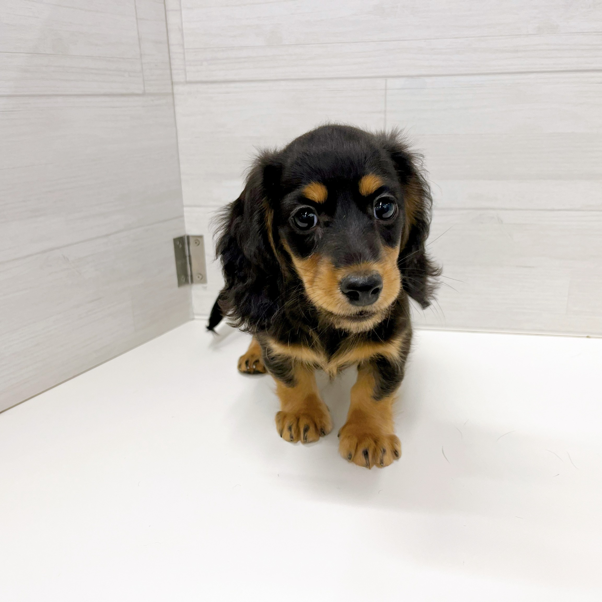 石川県のミニチュアダックスフンド(ロング) (犬の家＆猫の里アミーゴ金沢おこばた店/2026年2月13日生まれ/女の子/ブラックタン)の子犬の4枚目の画像