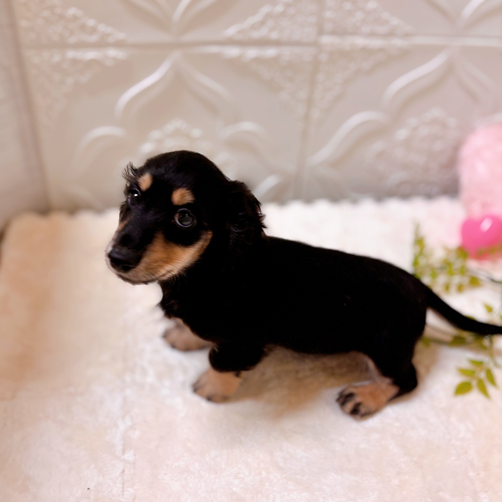 愛知県のミニチュアダックスフンド(ロング) (犬の家＆猫の里岡崎店/2026年2月10日生まれ/男の子/ブラックイエロー)の子犬の4枚目の画像